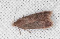 Anacampsis scintillella
