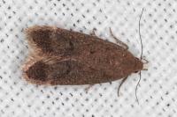 Anacampsis scintillella
