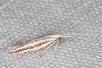 Coleophora cyrniella