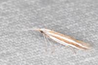 Coleophora cyrniella