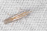 Coleophora cyrniella