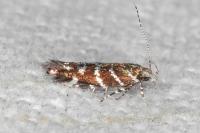 Vulcaniella grabowiella