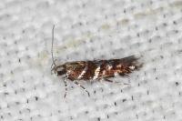 Vulcaniella grabowiella