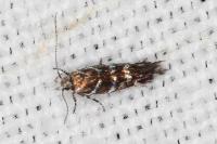 Vulcaniella grabowiella