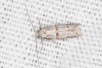 Symmocoides oxybiella