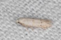 Symmocoides oxybiella