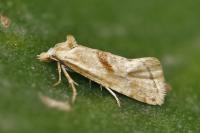 Cochylimorpha straminea