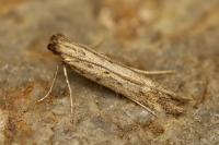 Metzneria hilarella