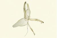 Phyllonorycter barbarella