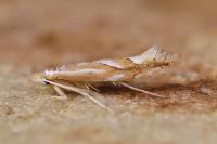 Phyllonorycter barbarella