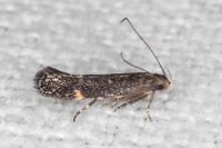 Aproaerema anthyllidella