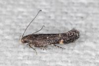 Aproaerema anthyllidella