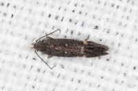 Aproaerema anthyllidella