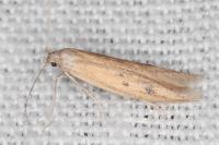 Epidola stigma