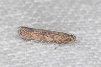 Tuta absoluta