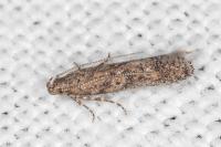 Tuta absoluta