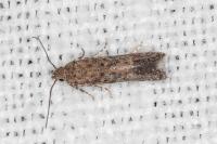 Tuta absoluta