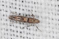 Acrocercops brongniardella