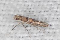 Acrocercops brongniardella