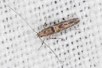 Acrocercops brongniardella