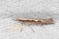 Plutella xylostella
