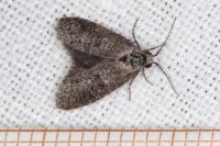 Penestoglossa dardoinella