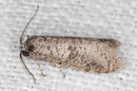 Penestoglossa dardoinella