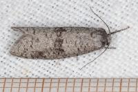 Penestoglossa dardoinella