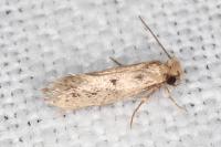 Anomalotinea liguriella