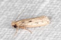 Anomalotinea liguriella