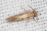 Anomalotinea liguriella