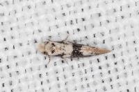 Infurcitinea atrifasciella