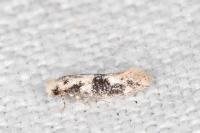Infurcitinea atrifasciella