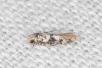 Infurcitinea atrifasciella