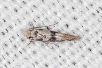 Infurcitinea atrifasciella