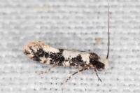 Neurothaumasia ankerella