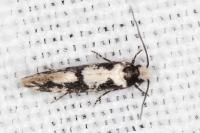 Neurothaumasia ankerella