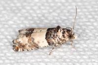Epinotia thapsiana