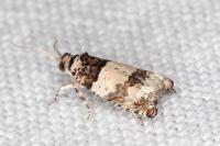 Epinotia thapsiana