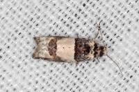 Epinotia thapsiana