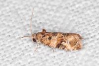 Lobesia botrana