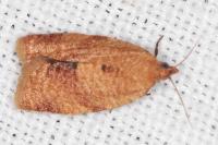 Clepsis consimilana