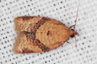 Clepsis consimilana