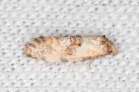 Neocochylis molliculana