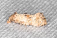 Neocochylis molliculana