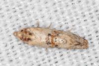 Neocochylis molliculana