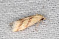 Aethes bilbaensis