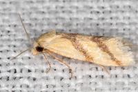 Aethes bilbaensis