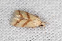 Aethes bilbaensis