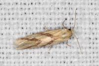 Aethes bilbaensis
